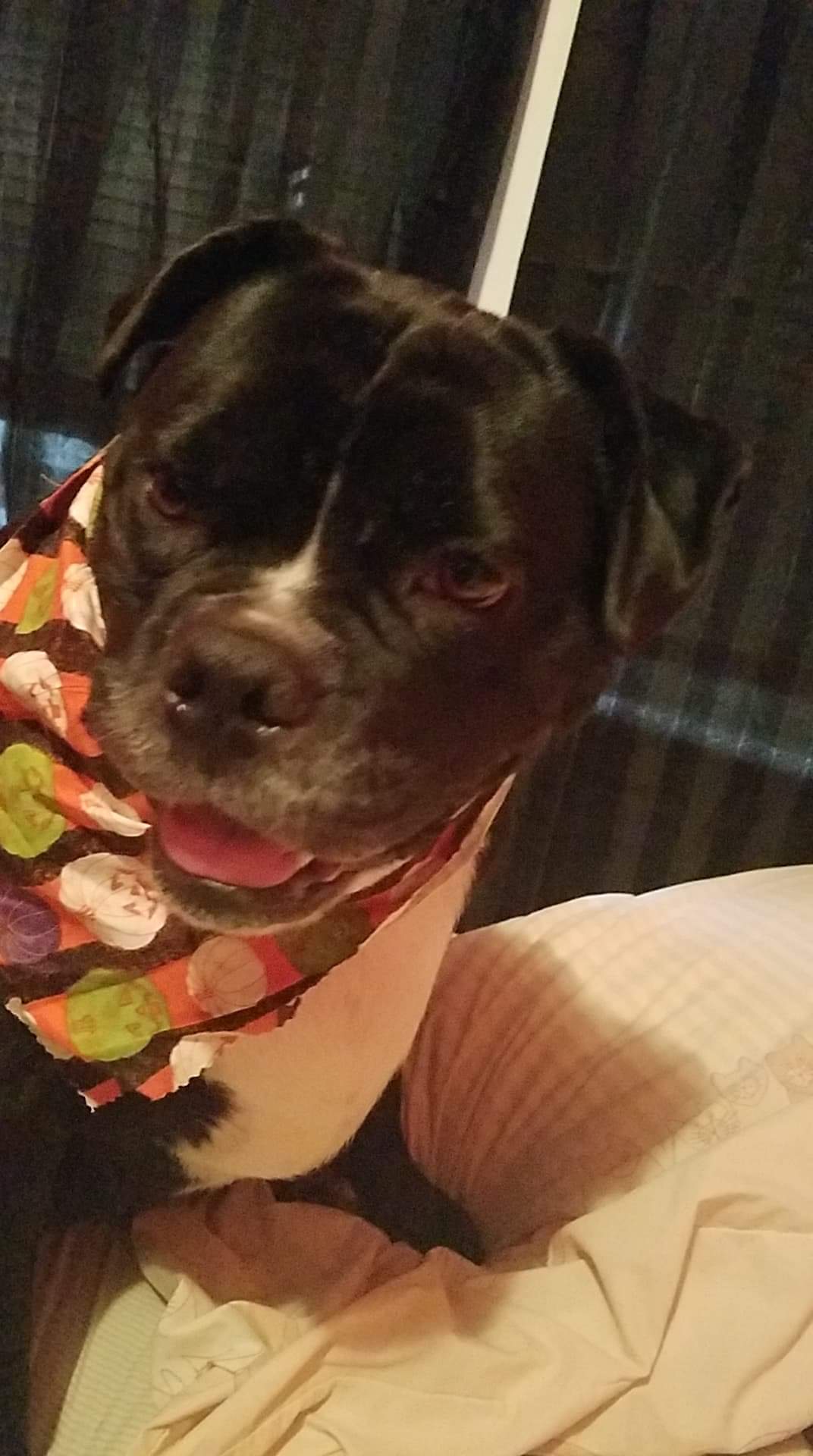 Laundra-Mutt Eastpointe