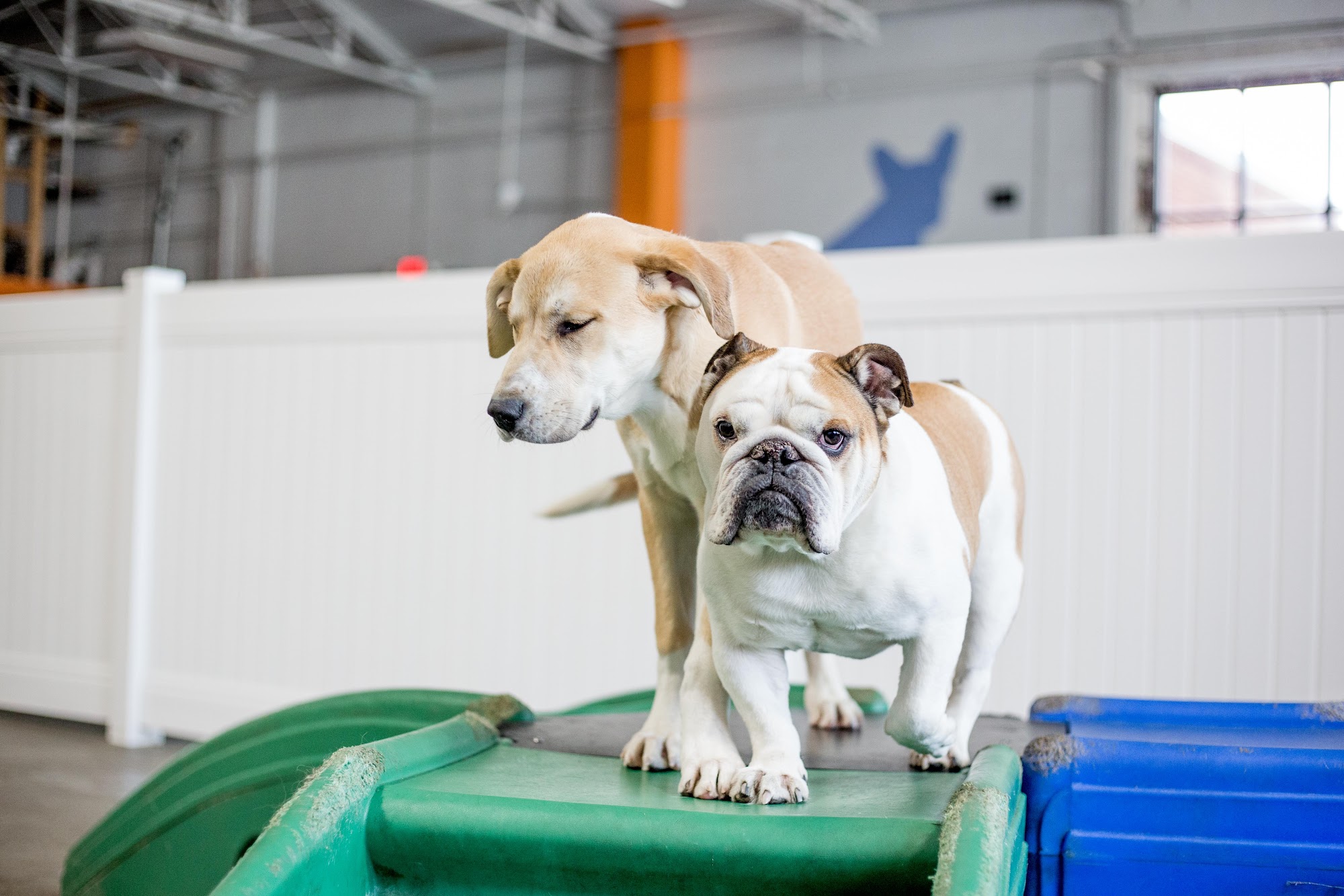 Canine to Five Ferndale