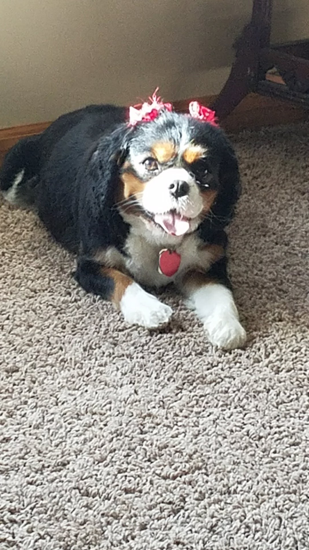 Above & Beyond Grooming Flushing