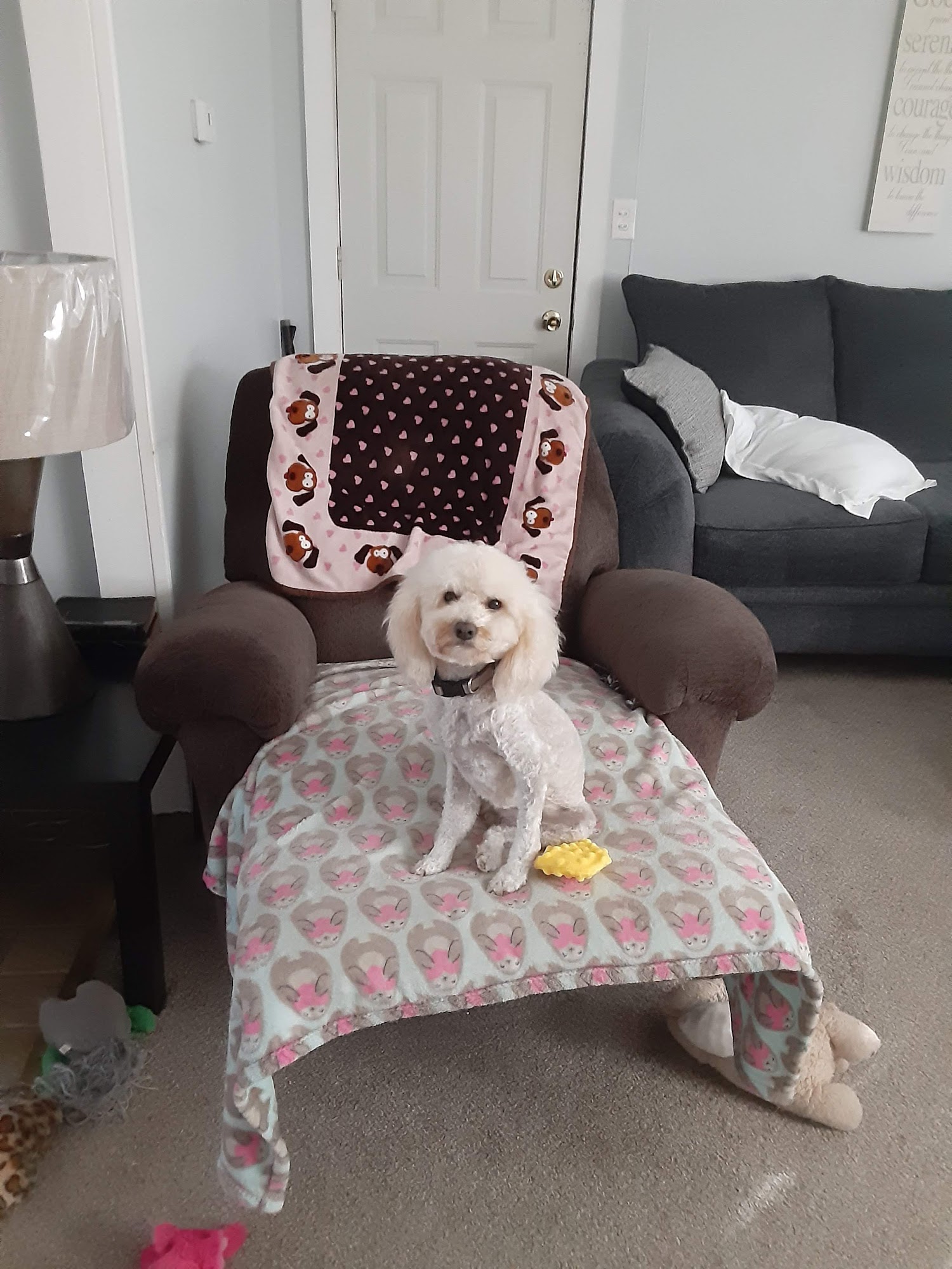 Mister B's Pet Salon Garden City