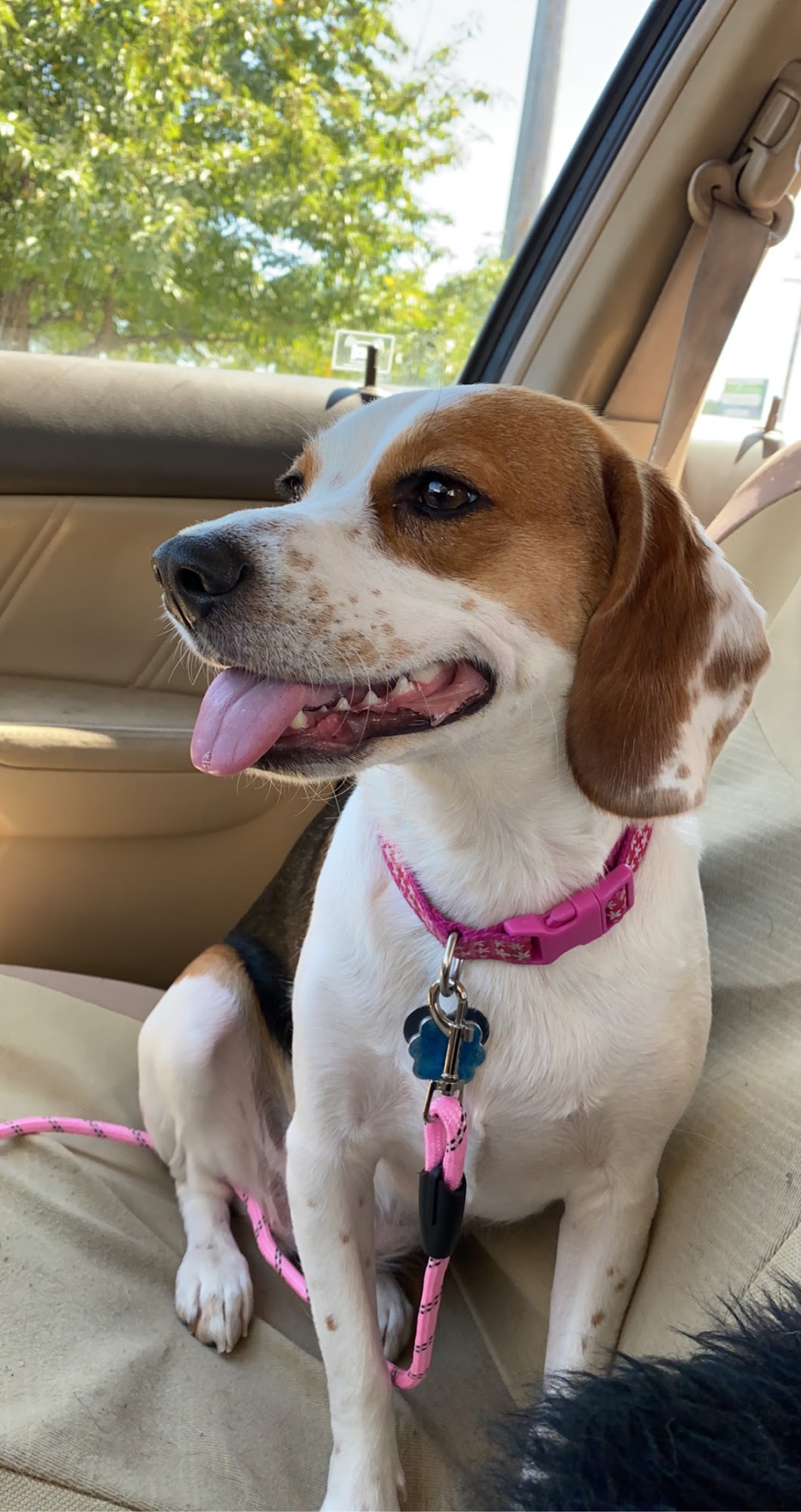 Canine Design Inc Grand Rapids