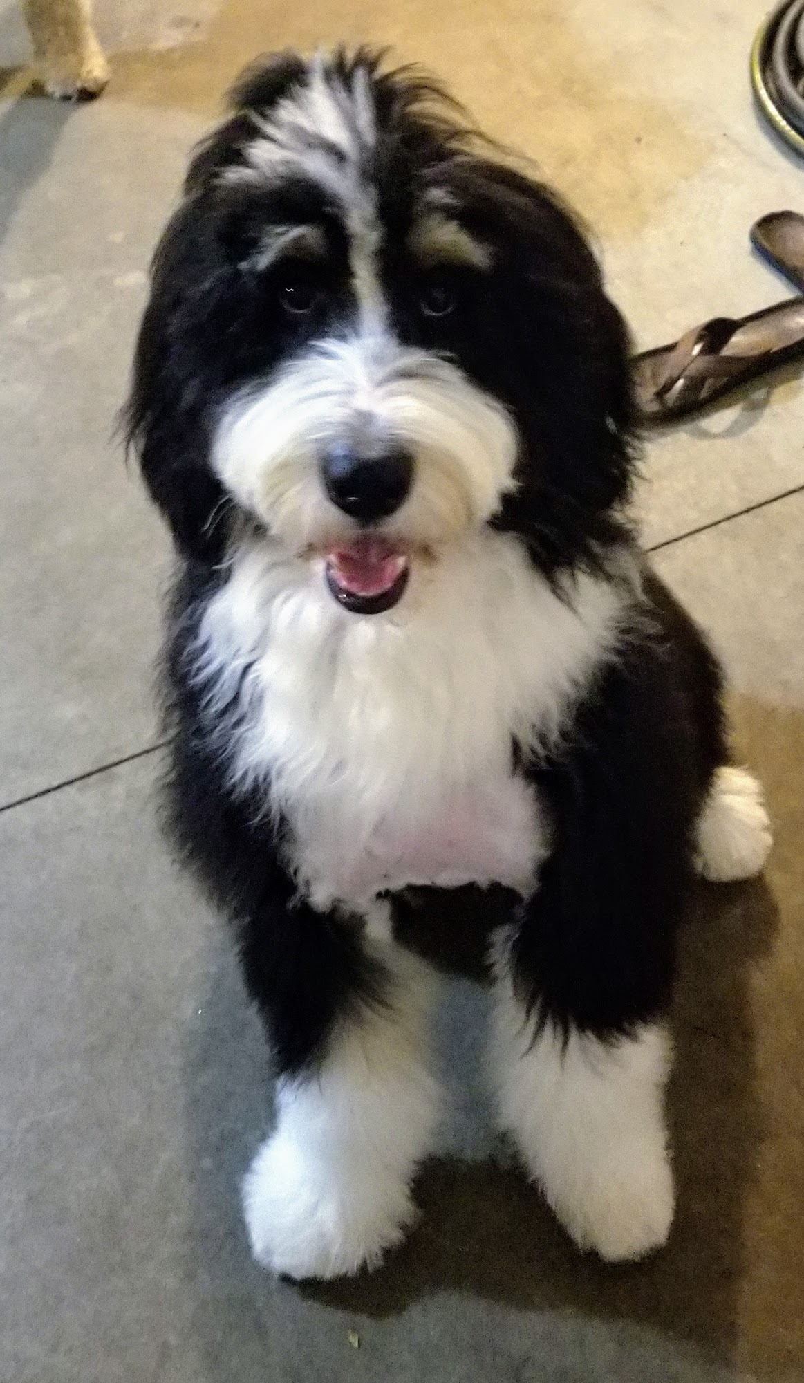 Buckingham Pet Grooming Grand Rapids