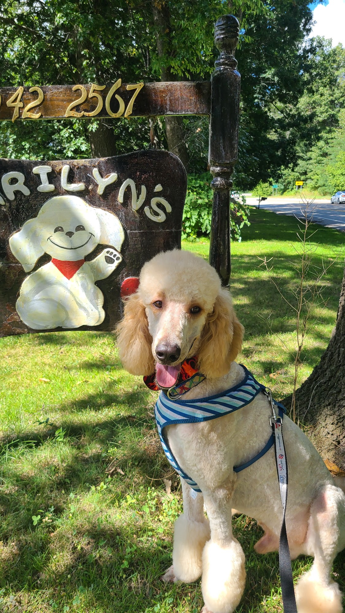 Marilyn's Dog Grooming Grand Rapids