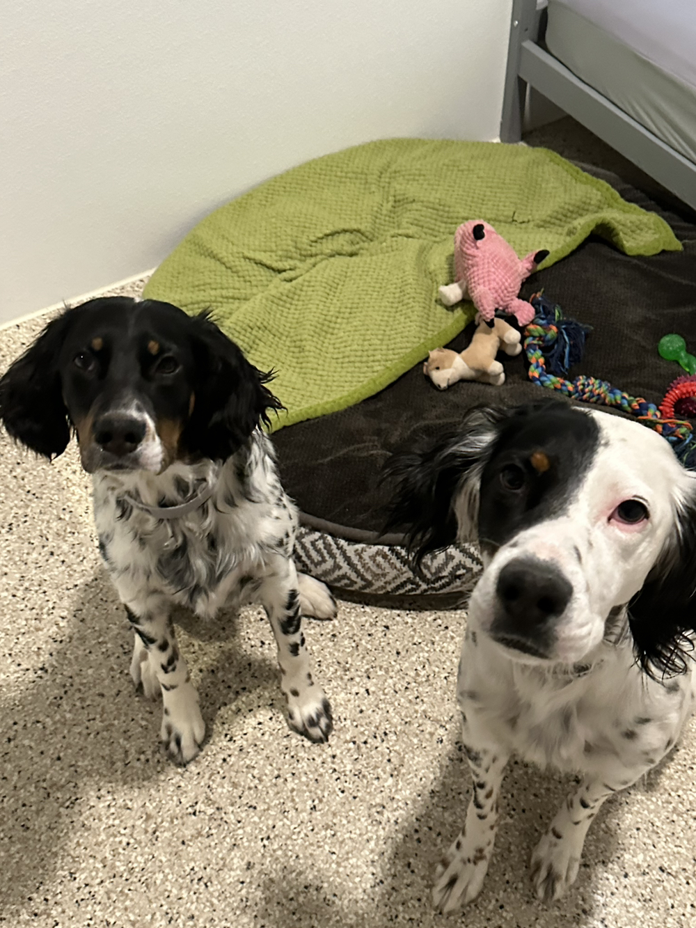 Whiskers Resort & Pet Spa Grand Rapids