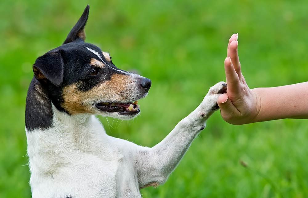 4 Paws Pet Resort Grand Rapids