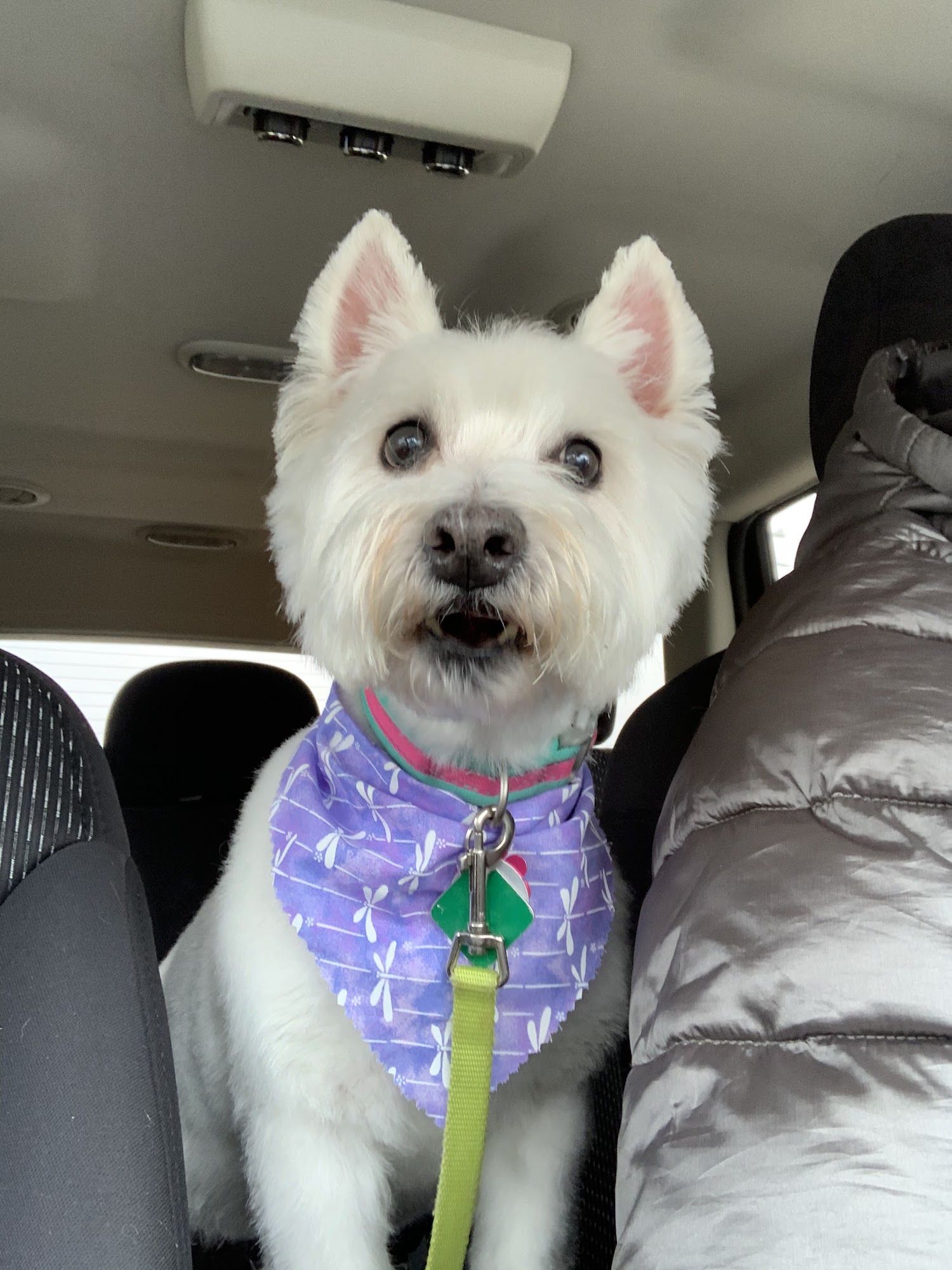 Canine & Feline Design Inc Grand Rapids