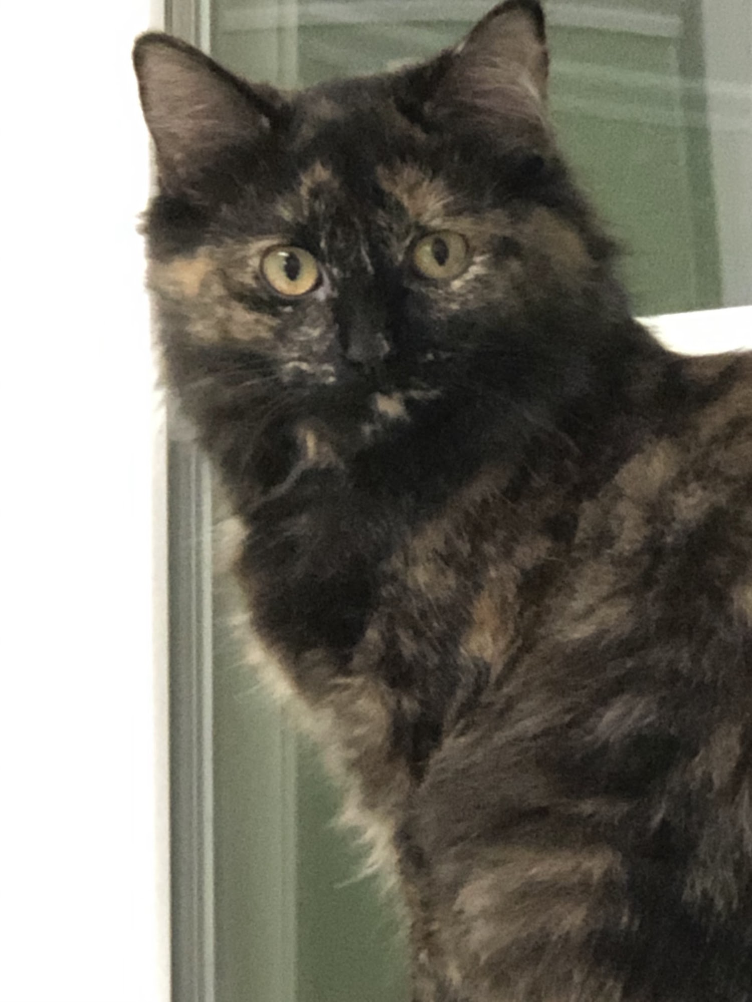 Grosse Ile Animal Shelter Grosse Ile