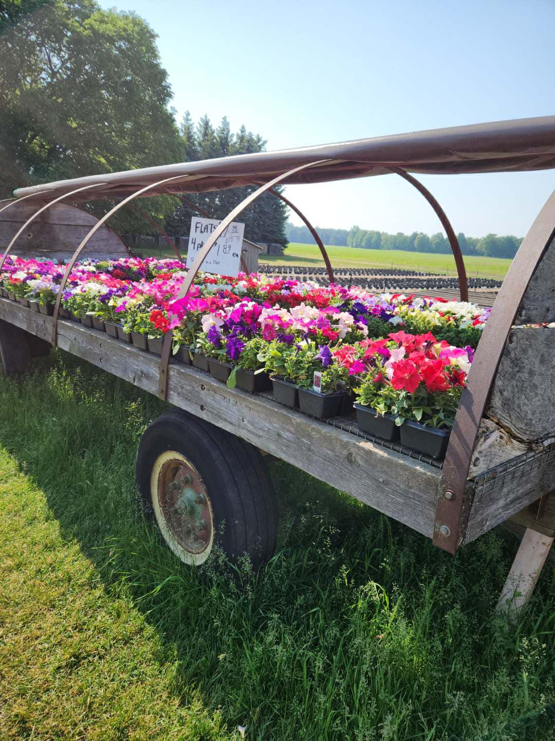 Dorothy's Flowers 1205 Schock Rd, Harbor Beach Michigan 48441