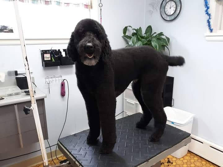 Doggie Styles Pet Grooming 117 S 1st St, Ishpeming Michigan 49849