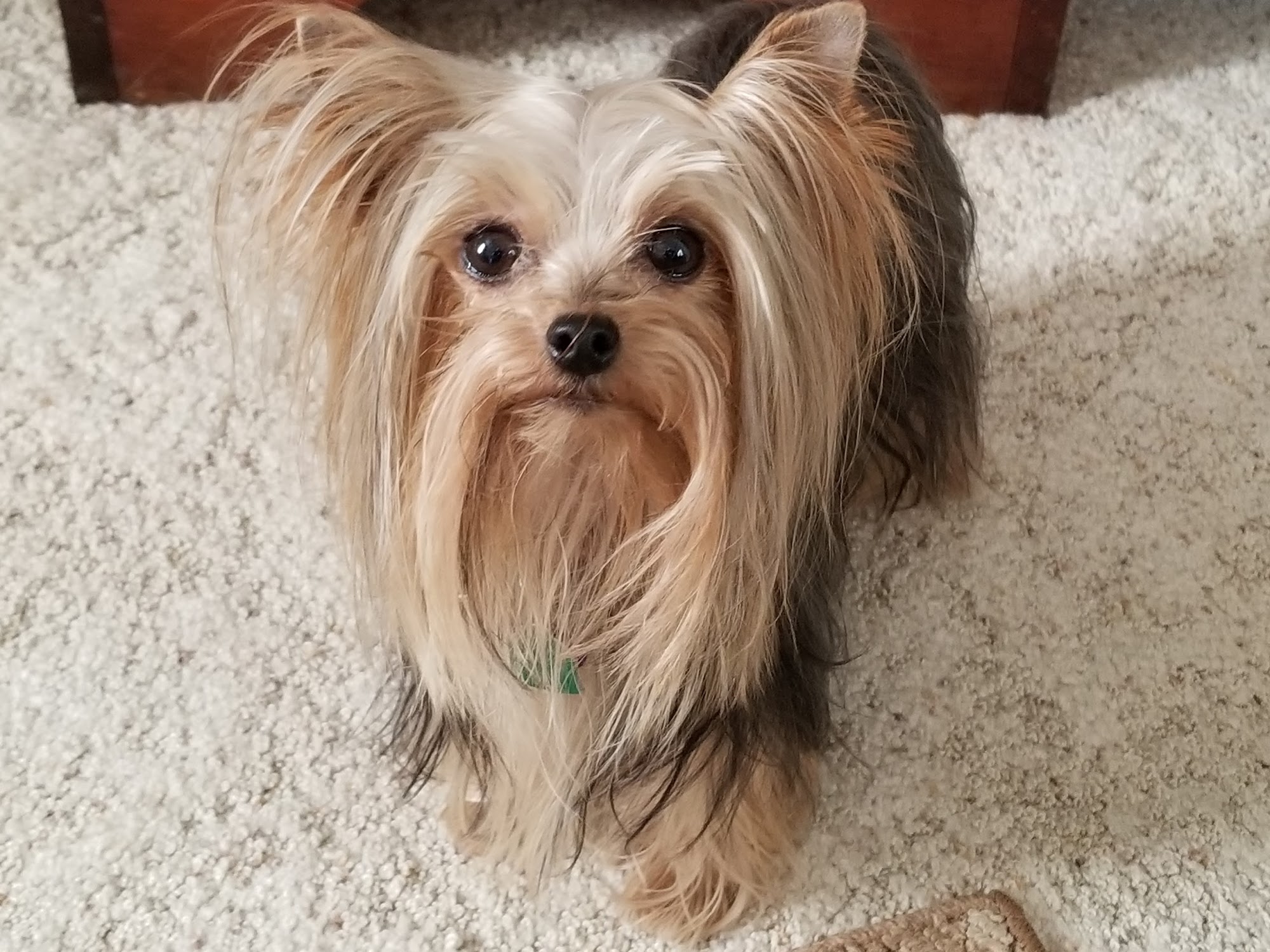 Paw Prints Grooming Kalamazoo