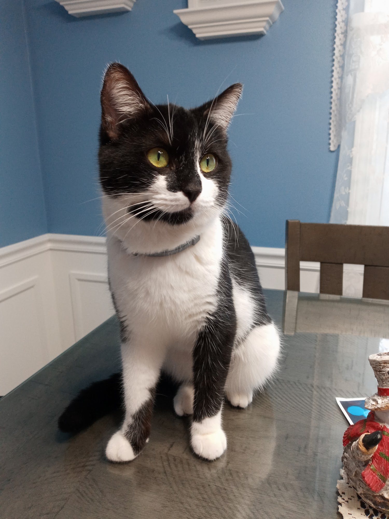 KALAMAZOO COUNTY ANIMAL CONTROL - 1316 Lamont Ave, Kalamazoo MI 49048 ...