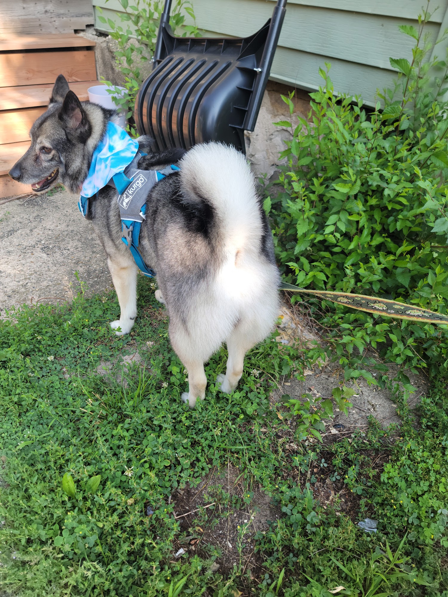 Candra's Grooming Company Kentwood