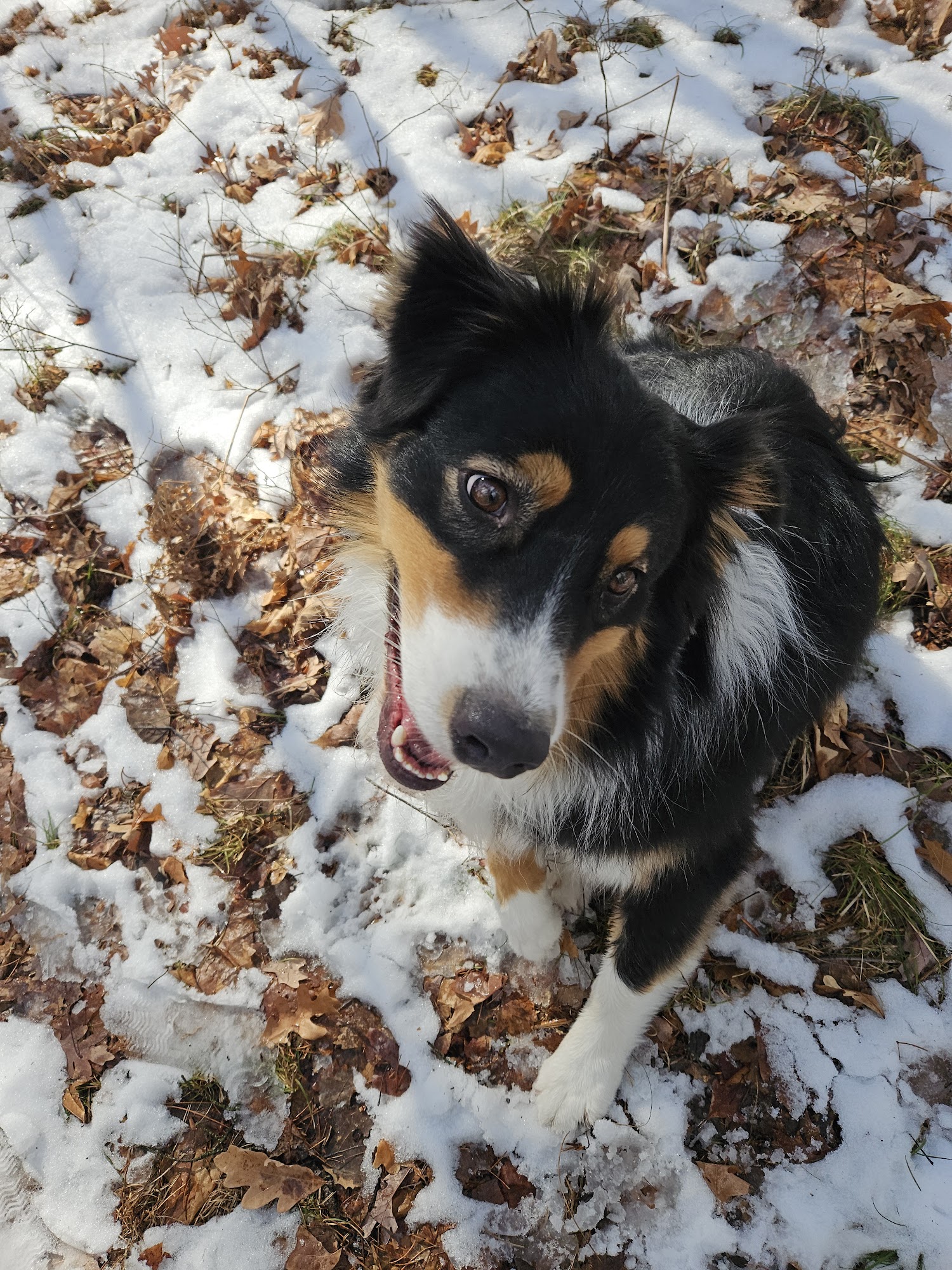 Shear Paw Fection Grooming And Boarding 9941 W Kelly Rd, Lake City Michigan 49651