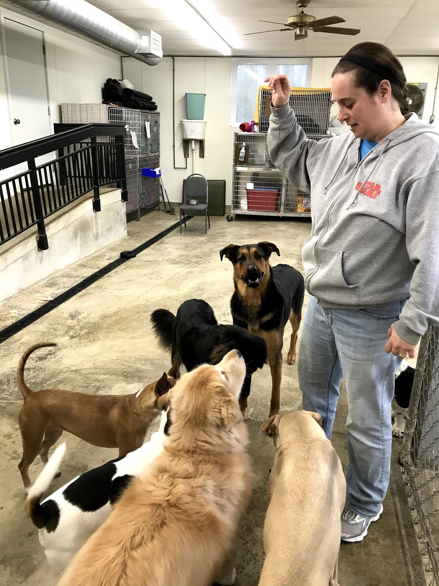 Waverly Animal Hospital Boarding Grooming & Wellness Center