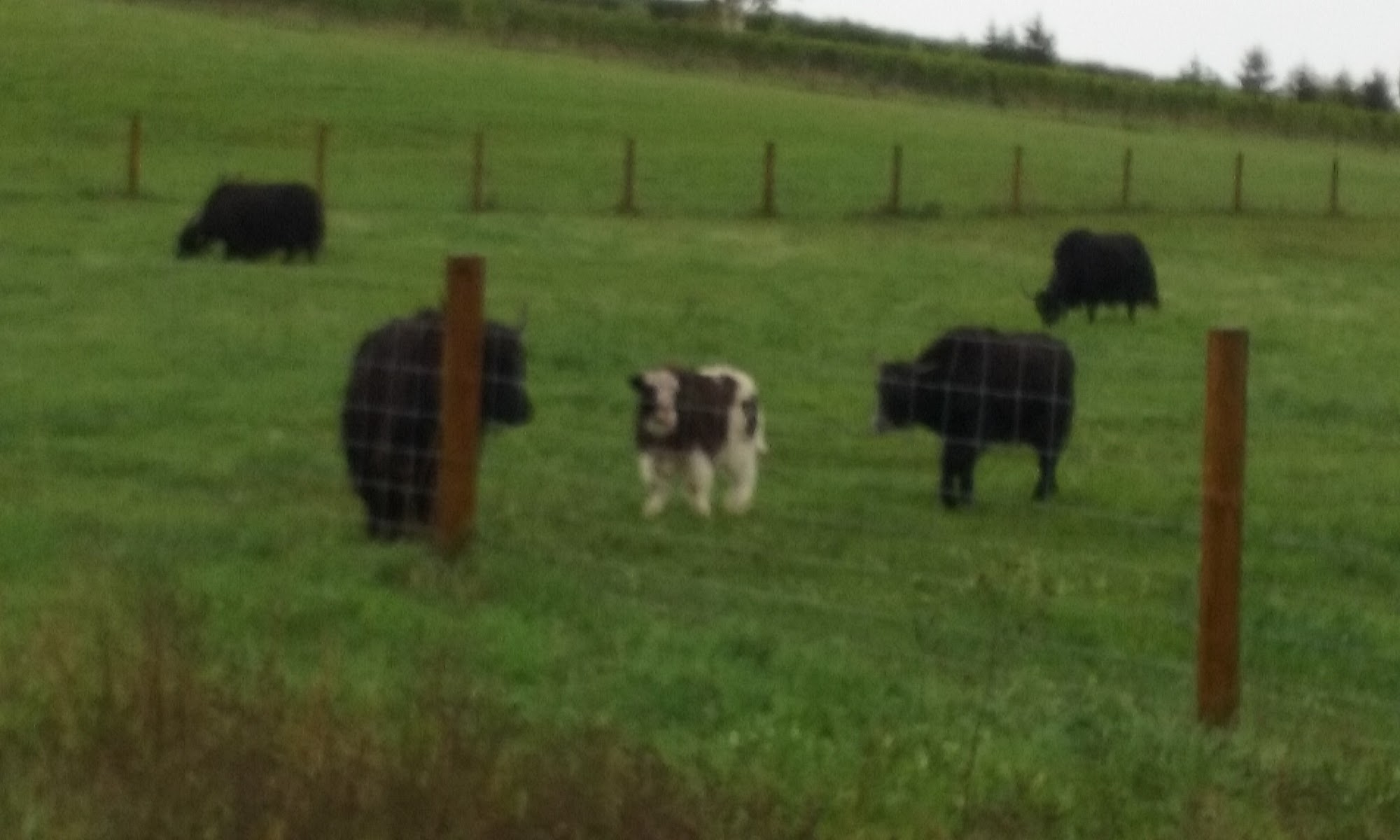 Easling Construction Co