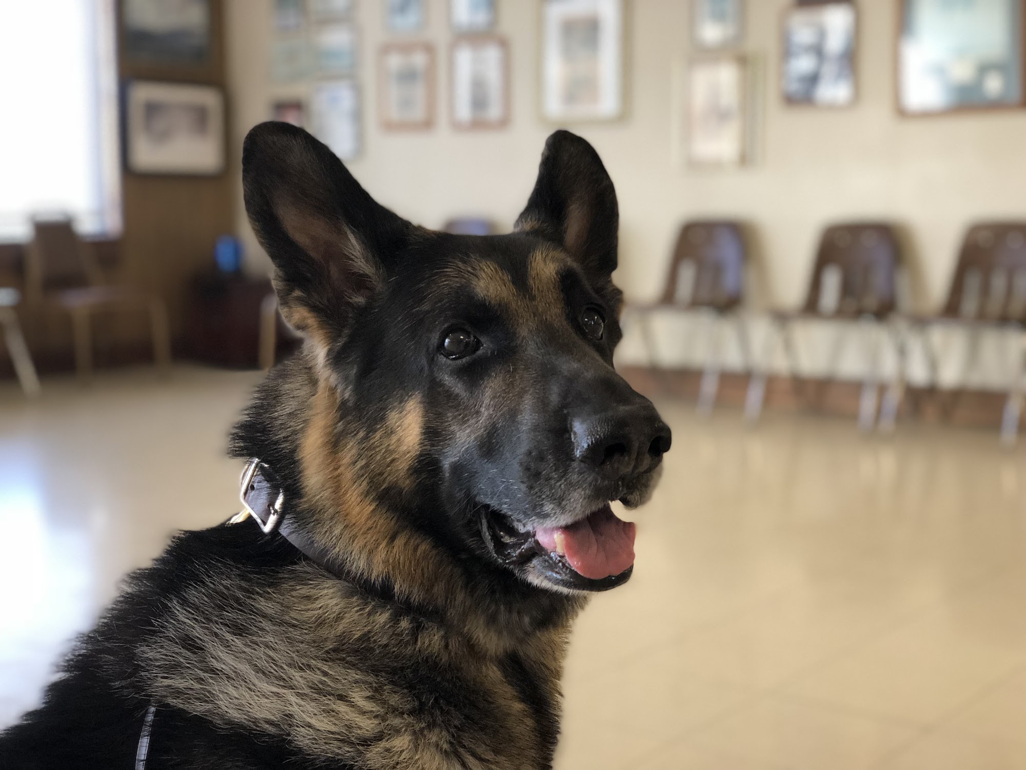 Dan Morris Dog Training Livonia