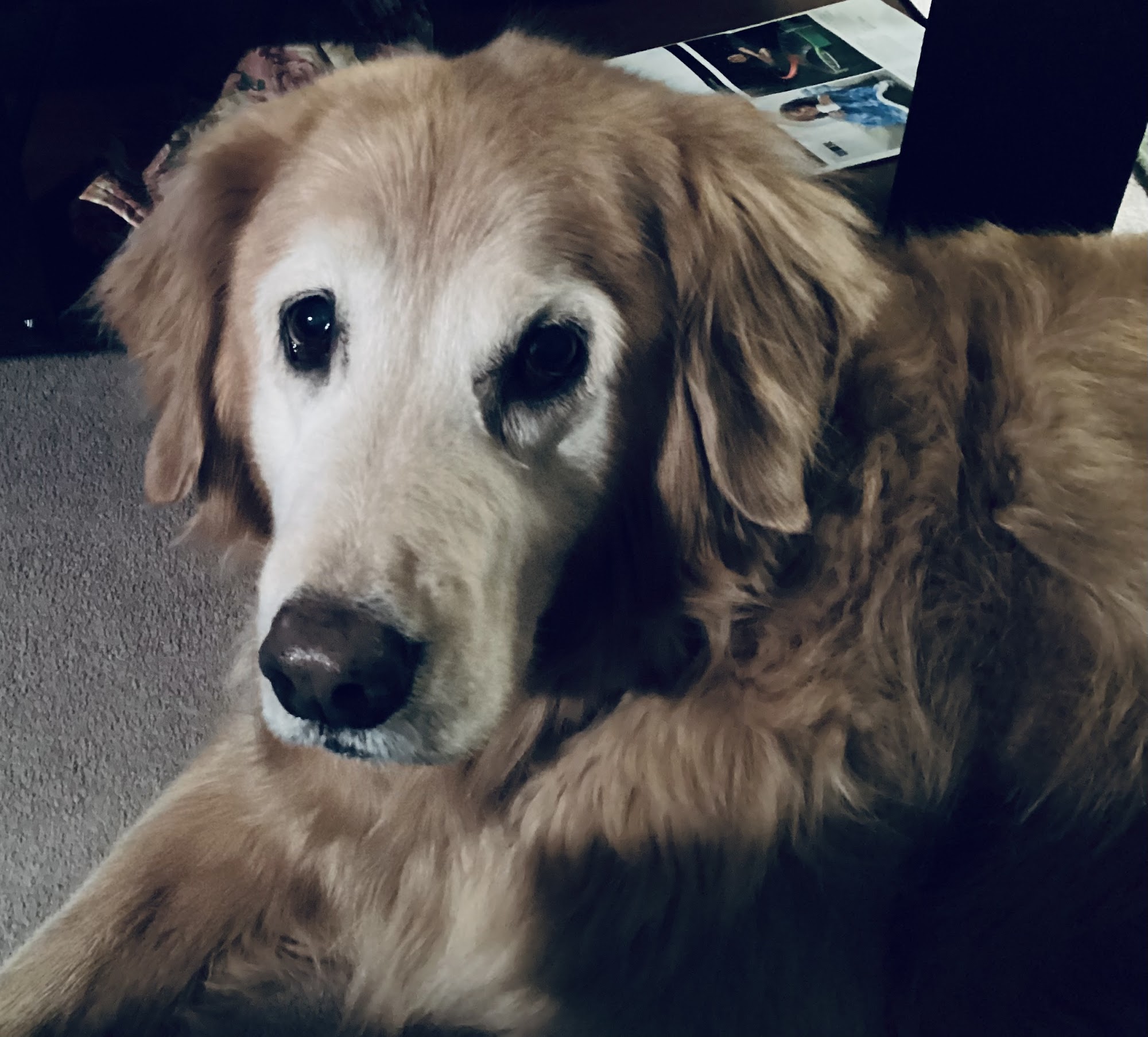 The Dog House Grooming Shop Macomb