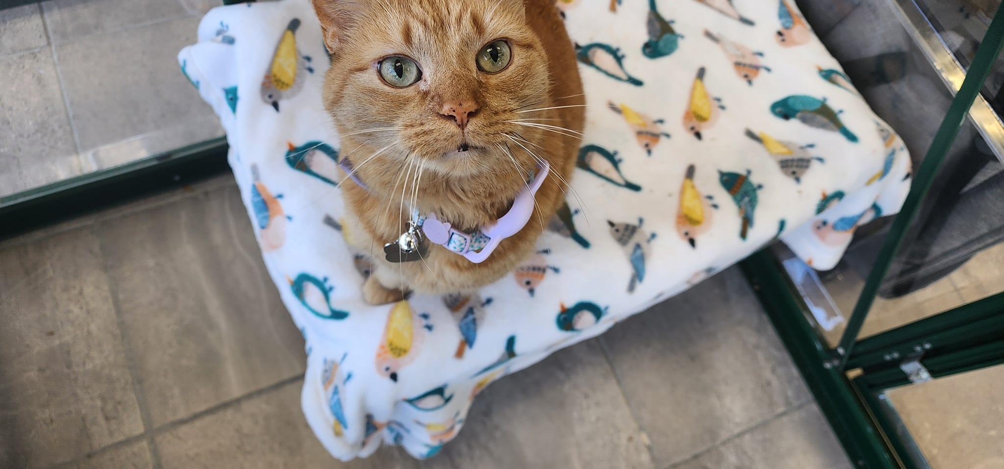 Photo credit: nextdoor