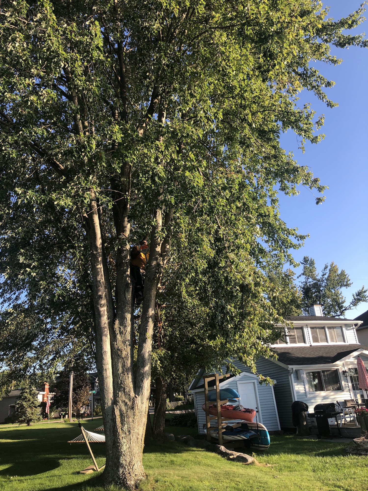 Top Climbers Professional Tree Removal