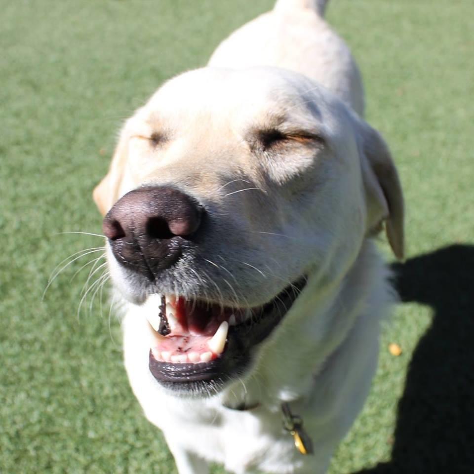 Dee-Tails Doggie Daycare & Boarding Plainwell