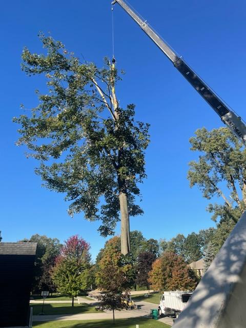 Advanced Tree Experts Inc