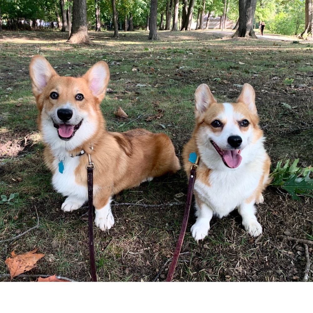 Zippen Clippers Rochester