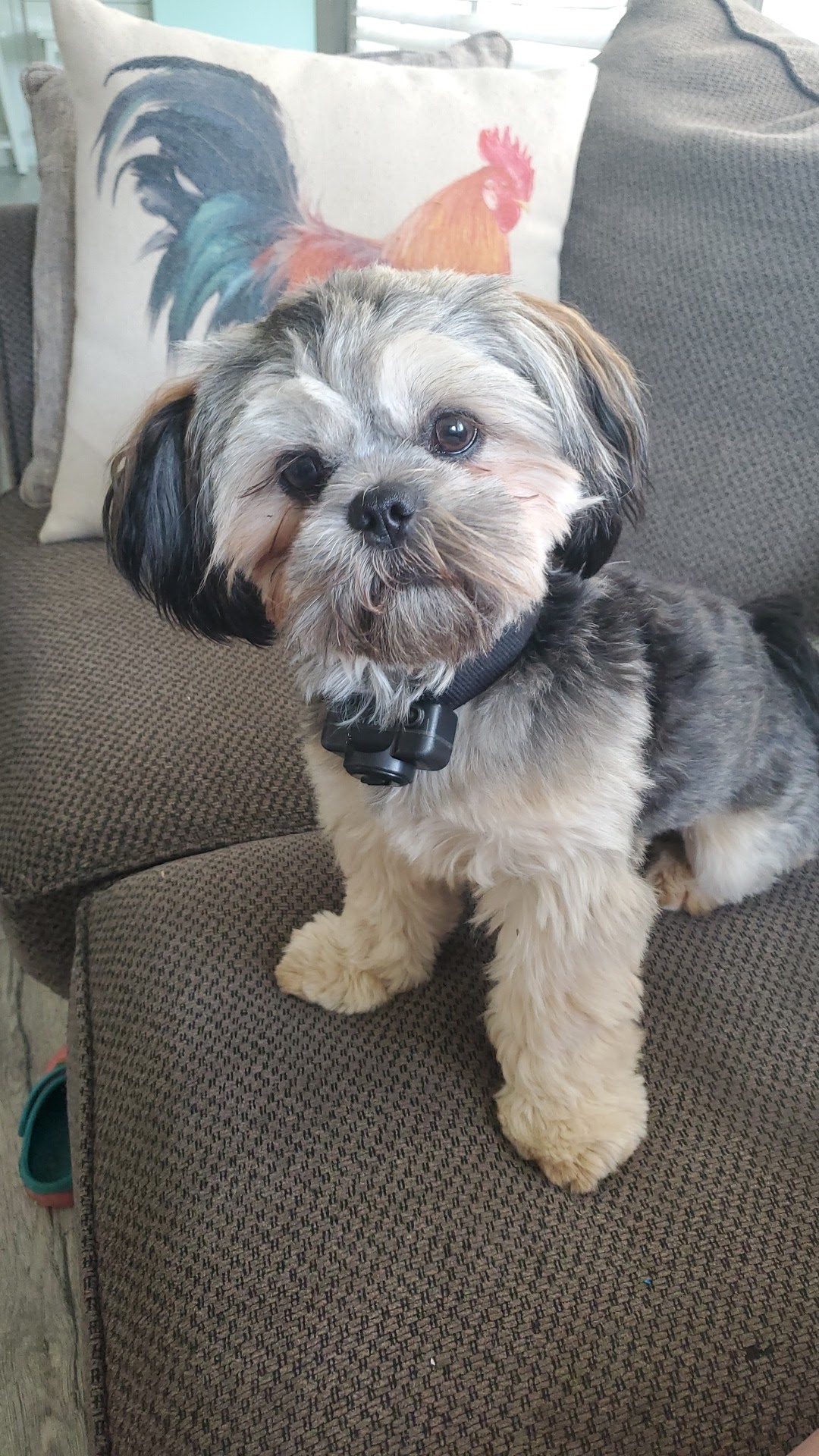 Two Friends Dog Grooming Romeo