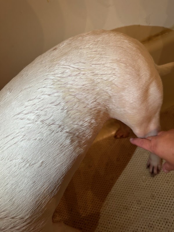 Sparky's Doggie Barn Saginaw