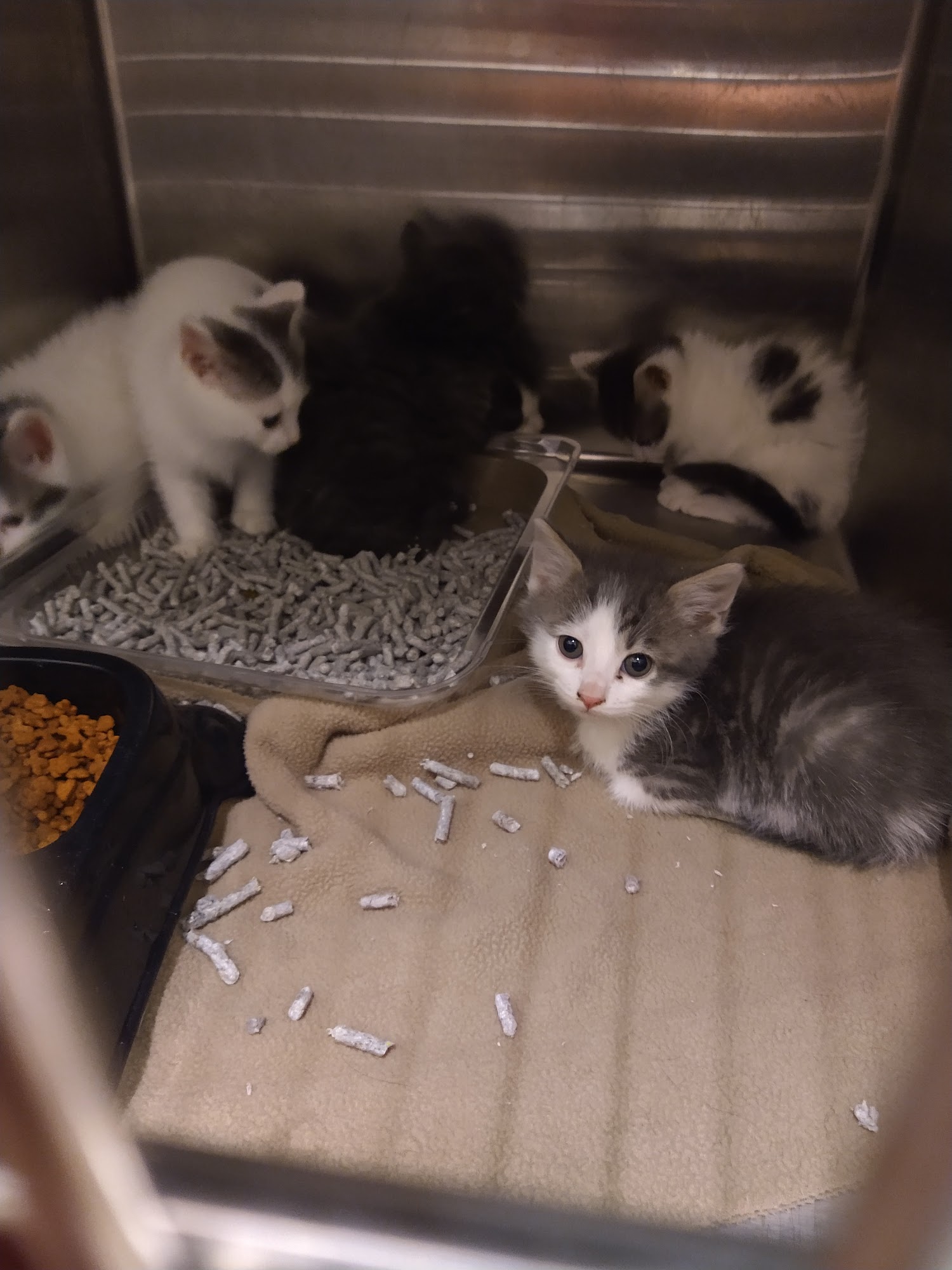 Taylor animal shelter Taylor