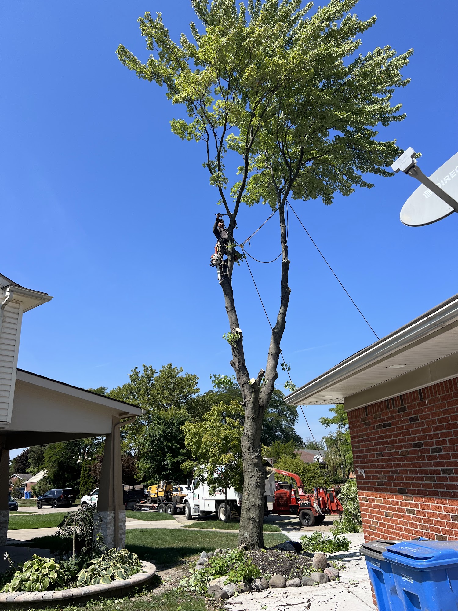 Godoy's Tree Services 4915 Old Plank Road, Milford Charter Twp Michigan 48381