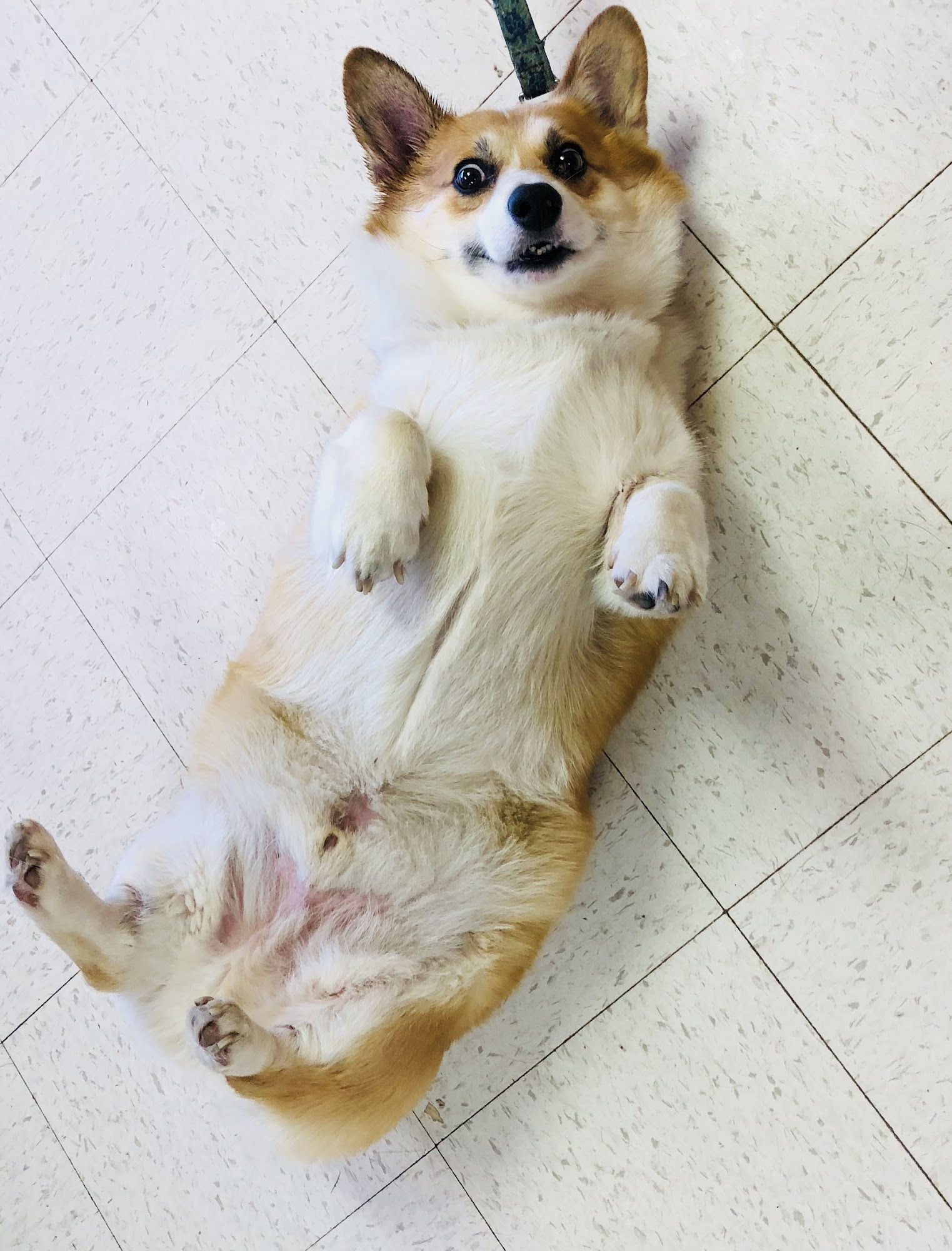 Terry Lee's Tufts & Tails Waterford