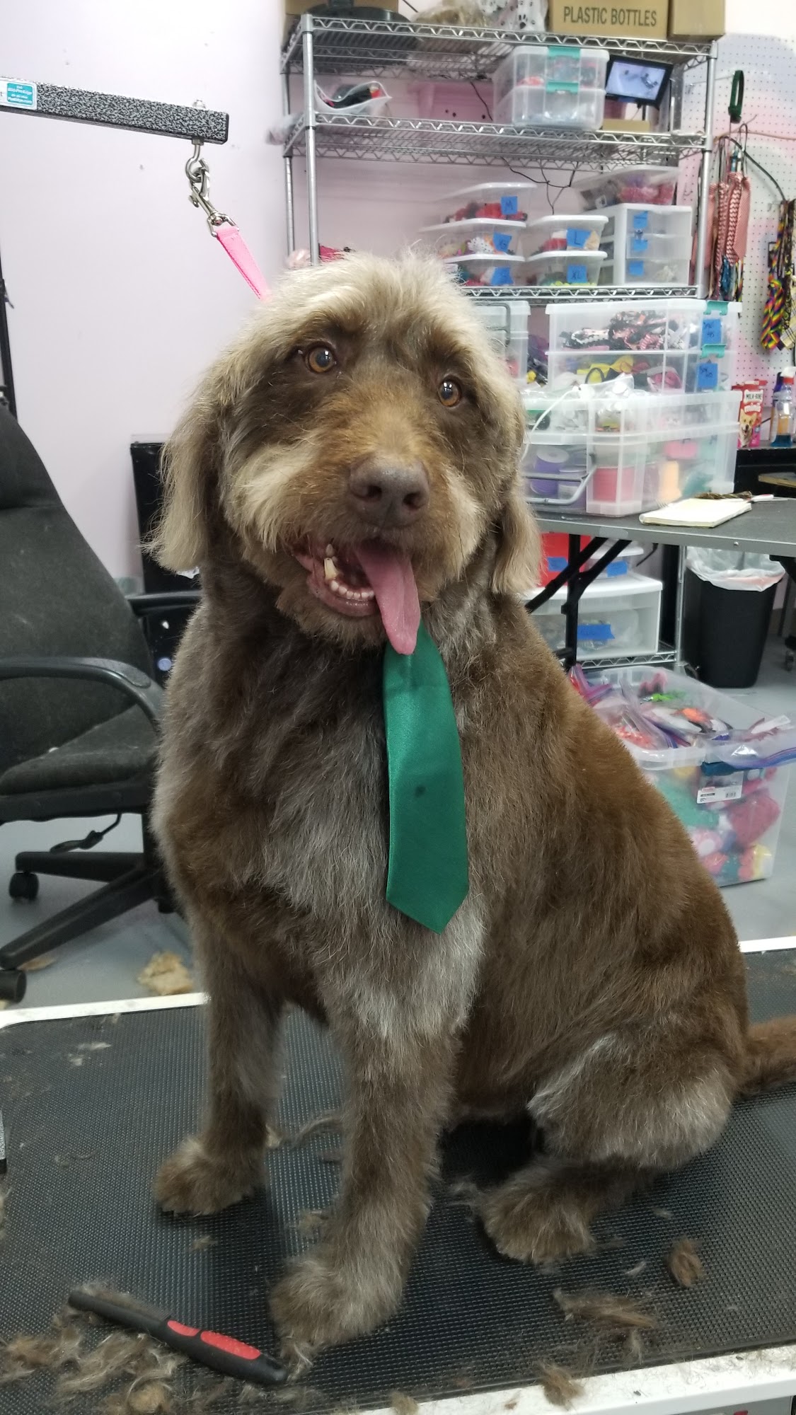 Smooches For Pooches Grooming Westland