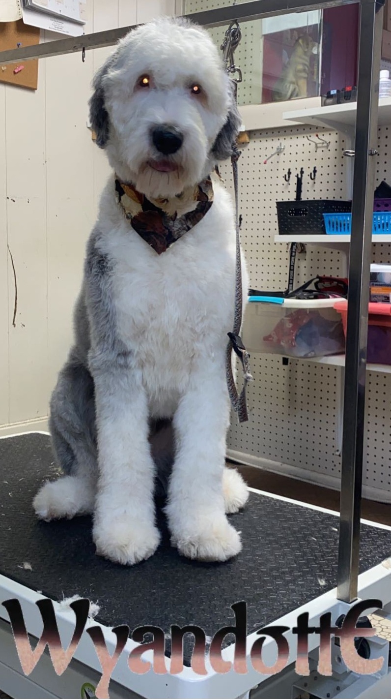 VIP Grooming Salon Wyandotte