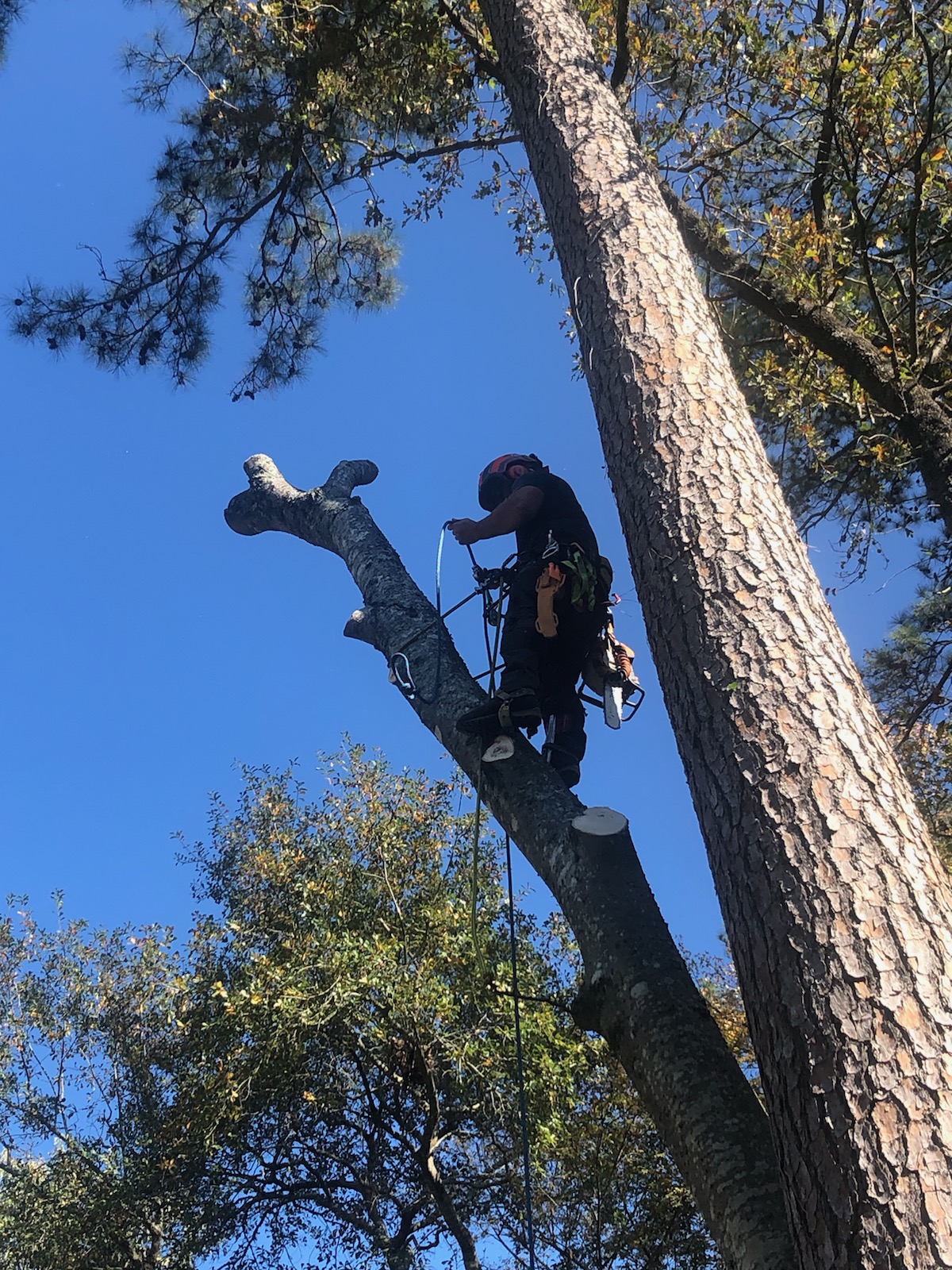 Mama Tree Service