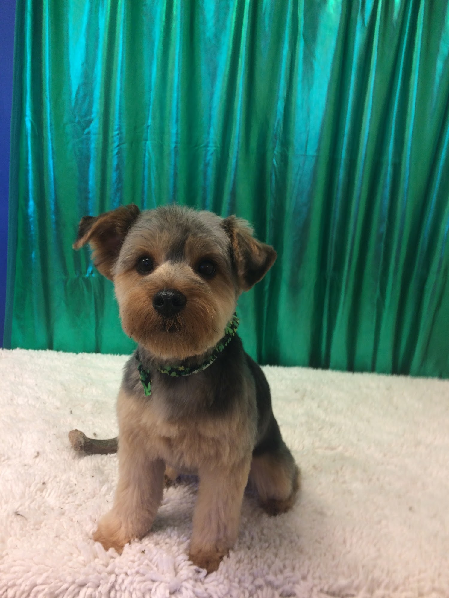 Royal Paws Dog Grooming LLC Bloomington