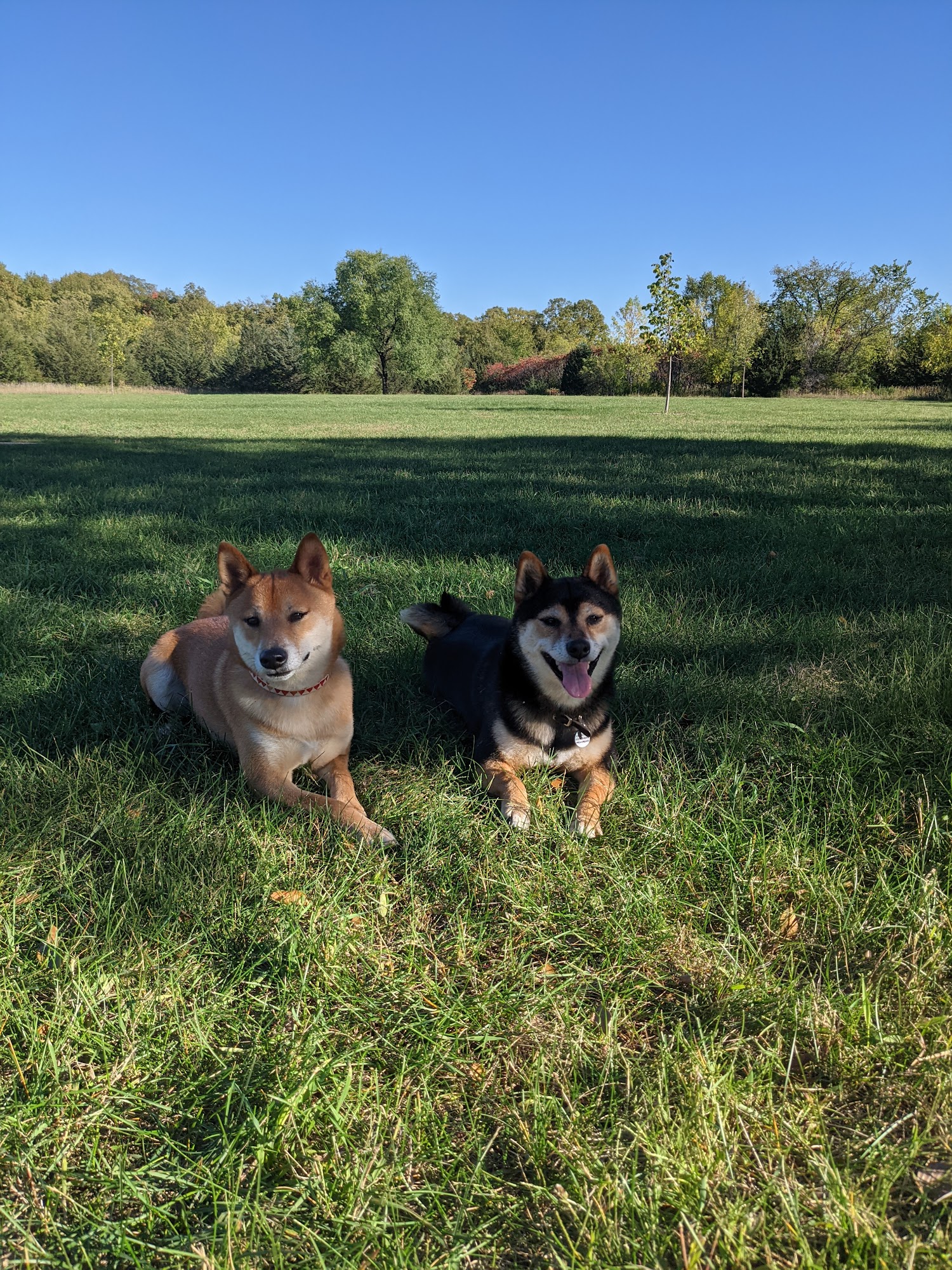 The Barking Birch Pet Lodge Cold Spring