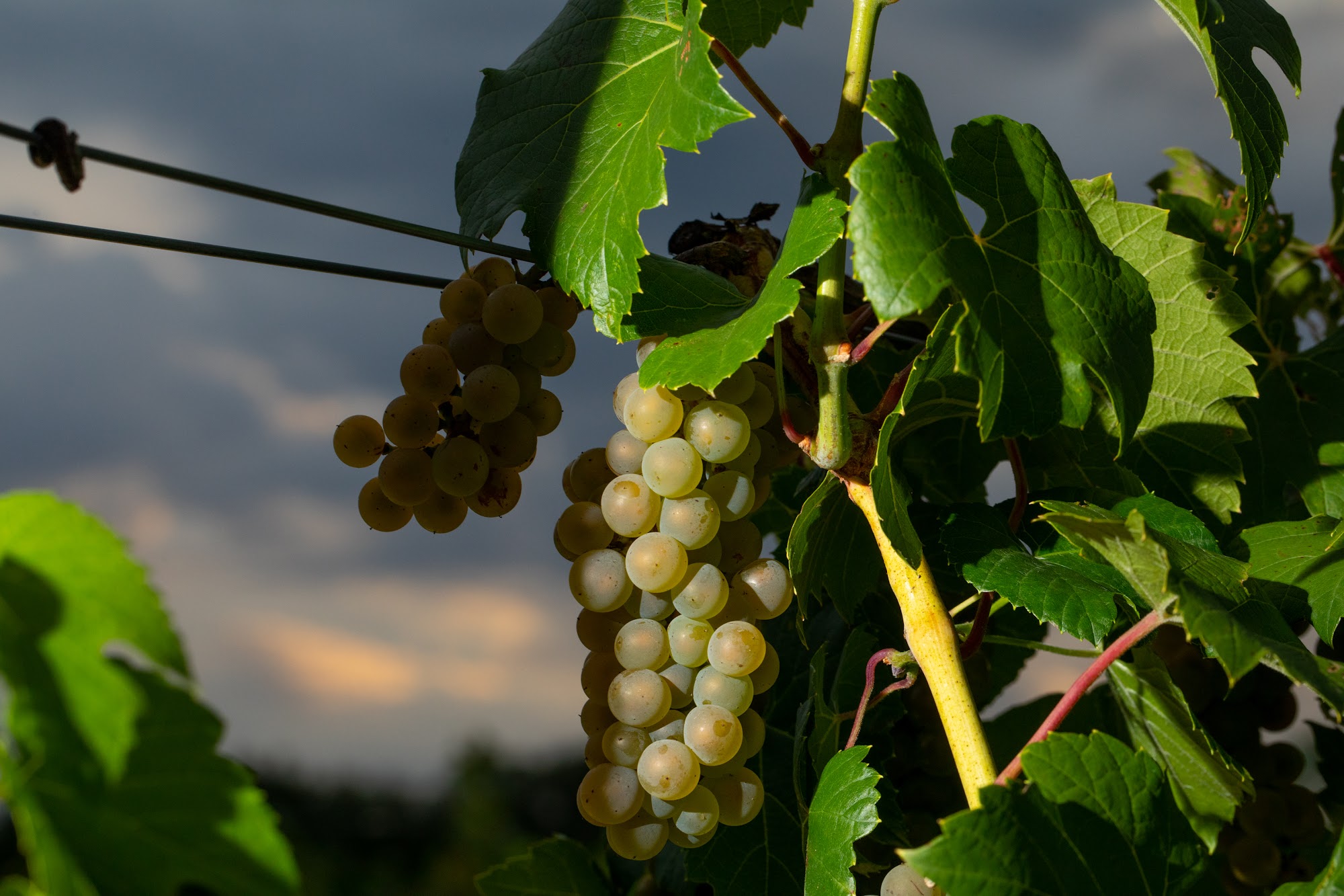 7 Vines Vineyard and Winery