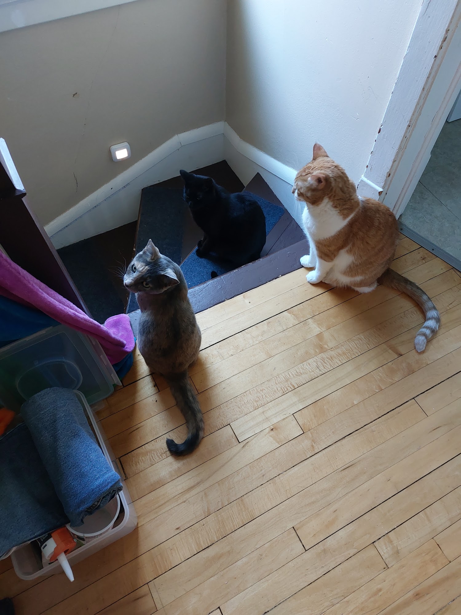 Animal Allies Humane Society Duluth