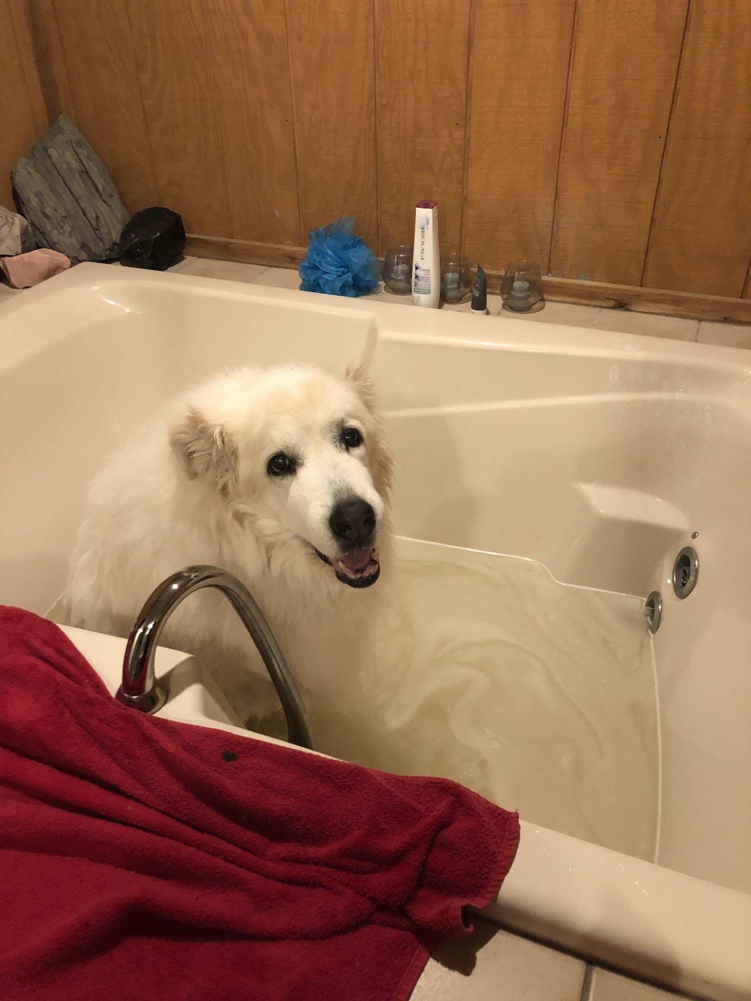 Pet Images Resort Lake Elmo