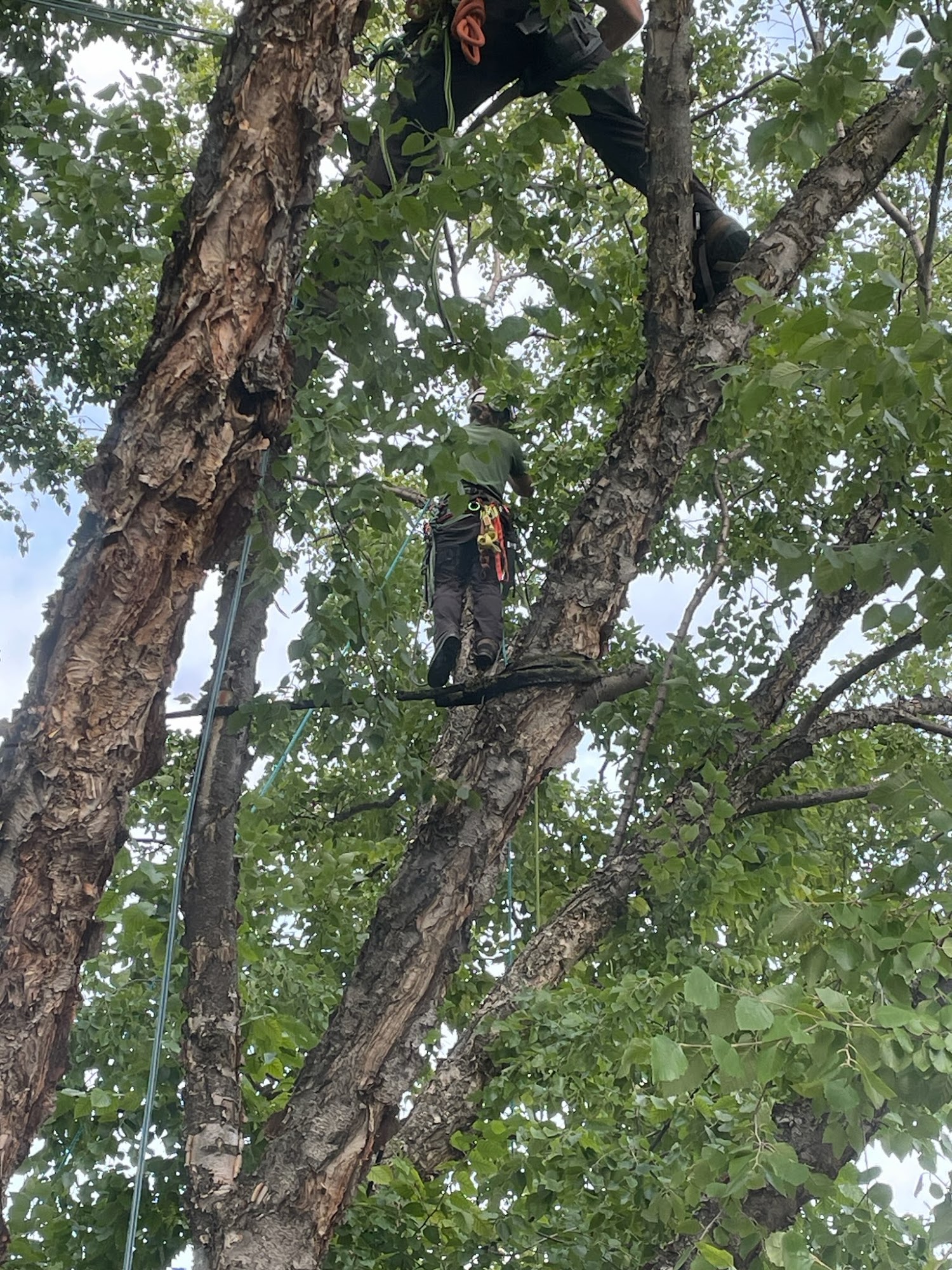 Northern Arborists 10664 10th St Ct N, Lake Elmo Minnesota 55042