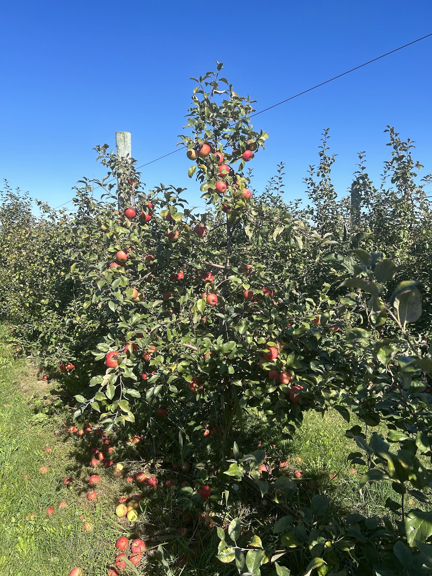 BuckRidge Orchard