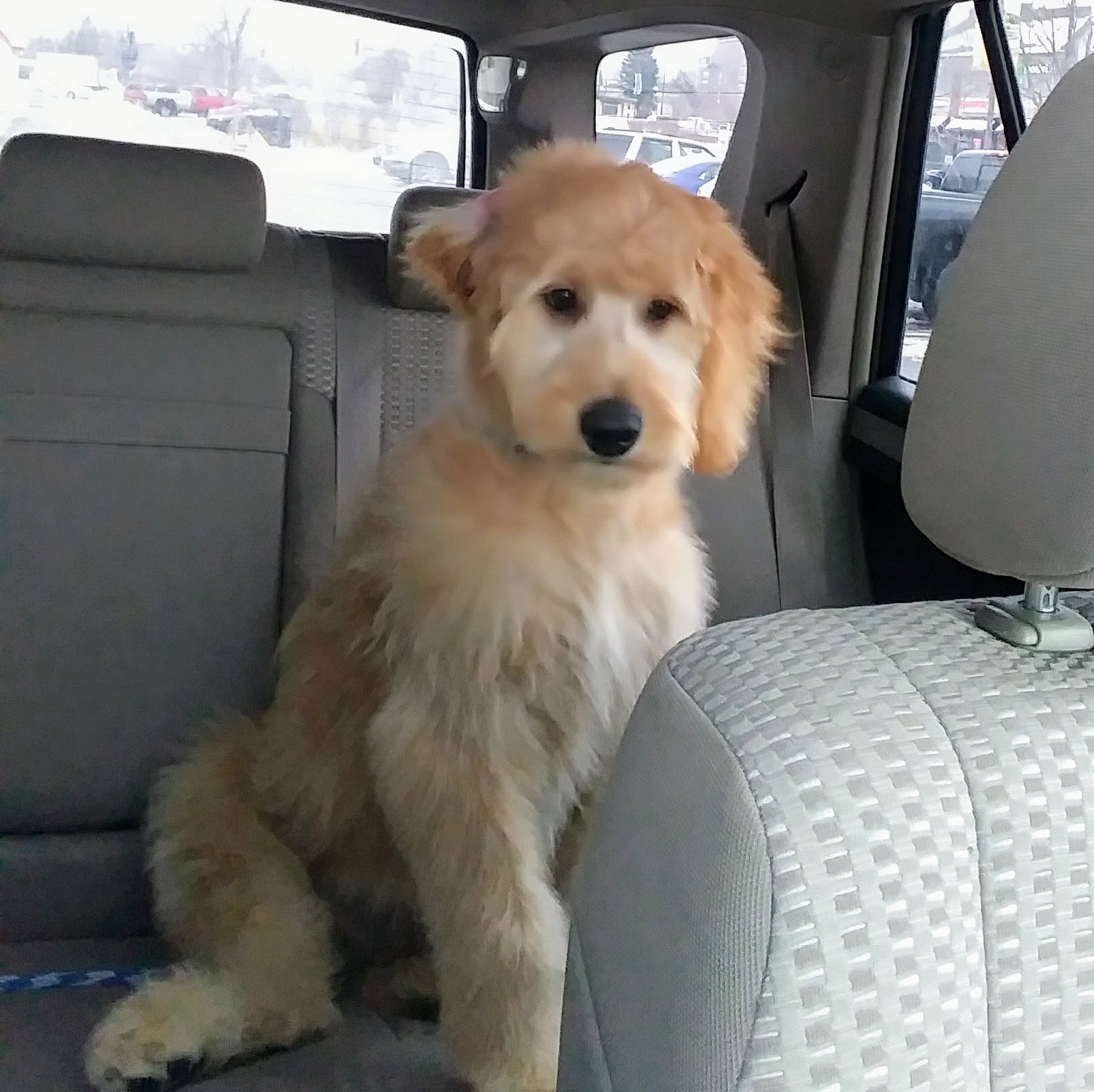 Brookview Pet Grooming Minneapolis