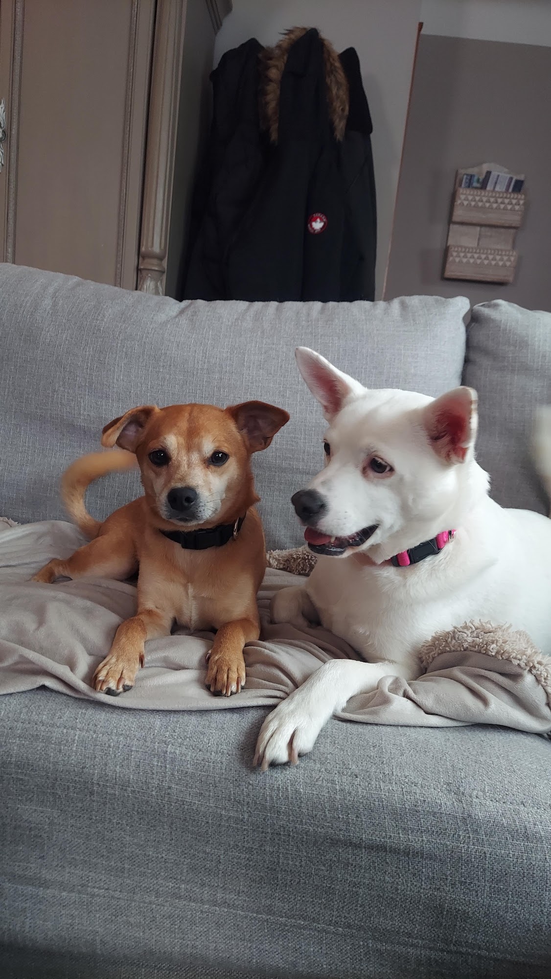 The Paw Spa New Brighton New Brighton