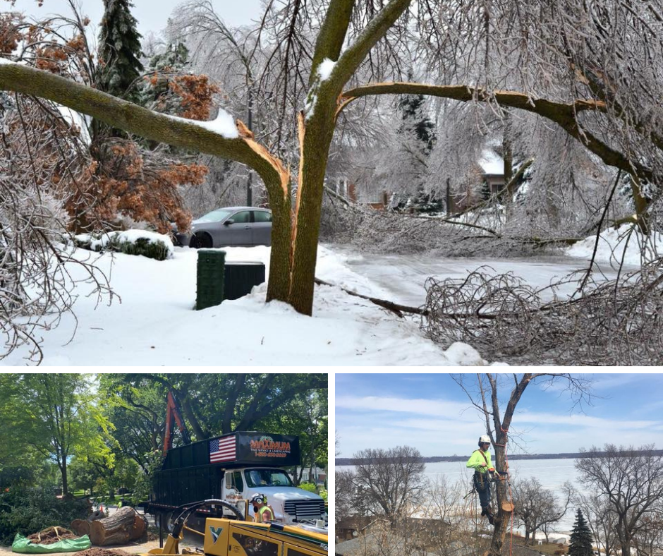 Maximum Tree Service & Landscaping 15 Ash St NE, New London Minnesota 56273