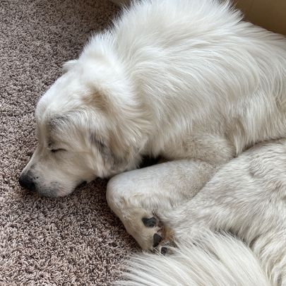 Acres of Fun Pet Resort New Prague