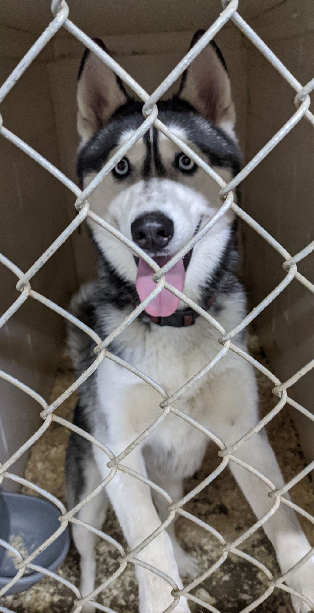 K-9 Kennels Rochester