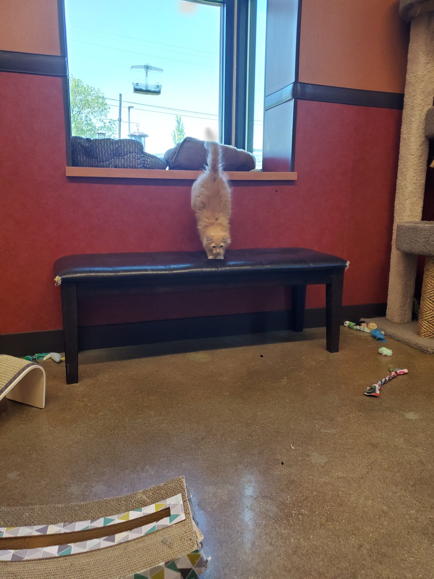 PAWS AND CLAWS HUMANE SOCIETY - Rochester MN - Hours, Directions ...