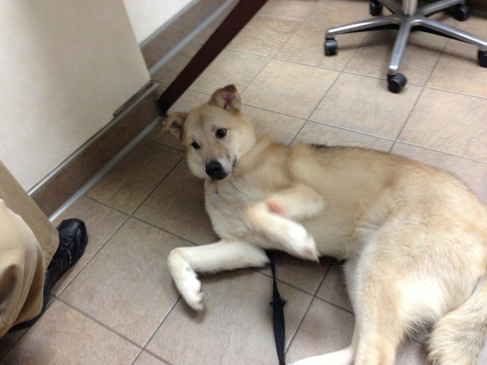 Como Park Animal Hospital: Troye Christa DVM Saint Paul