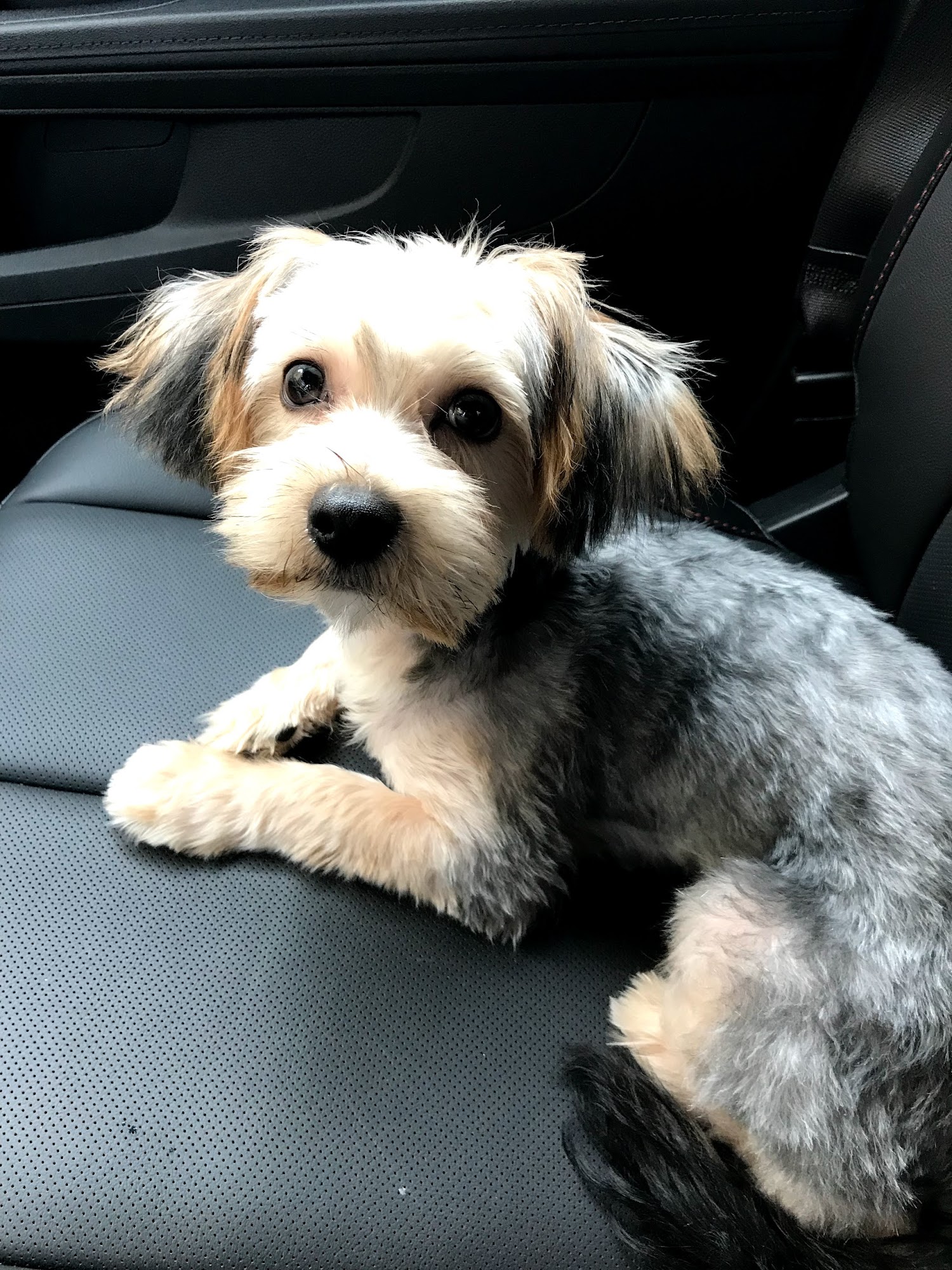 Shear Elegance Pet Grooming Saint Paul