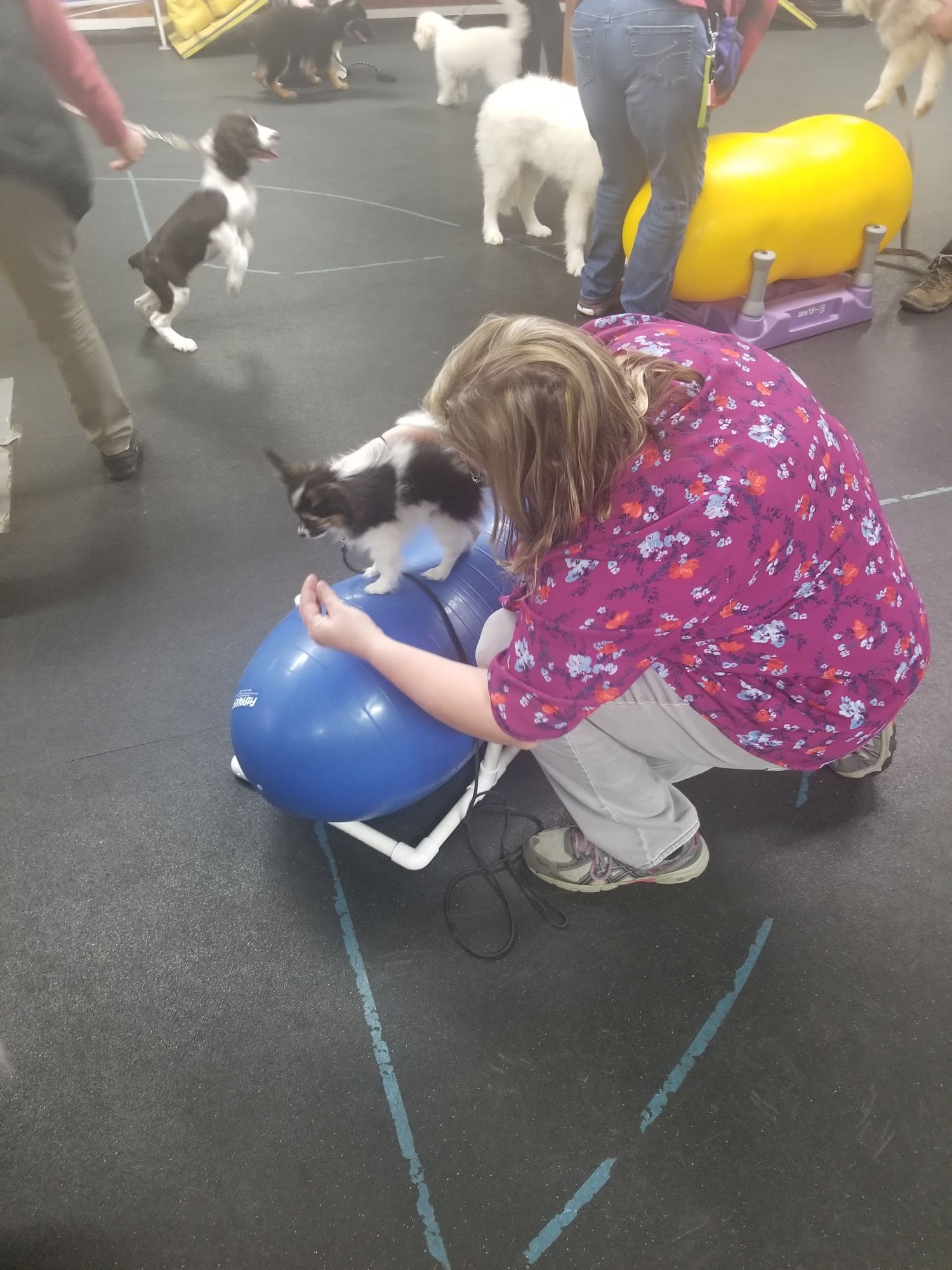 Excel Dog Training Inc St. Cloud